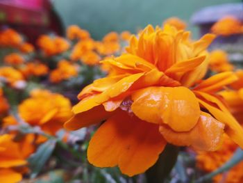 Close-up of wet yellow flowers blooming outdoors