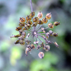 Close-up of flowers on tree