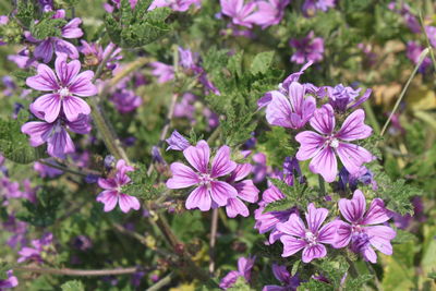 Close-up of purple flowers blooming outdoors