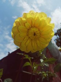 Close-up of yellow flower