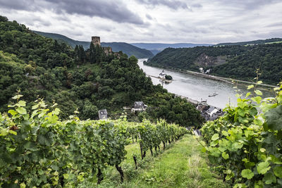 Gutenfels castle near kaub, rhineland-palatinate, germany, europe