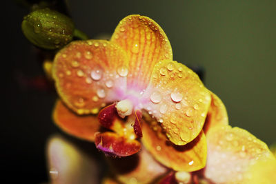 Close-up of raindrops on flower