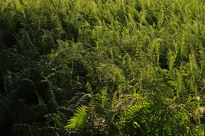 High angle view of trees in forest