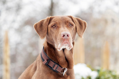 Close-up portrait of a dog