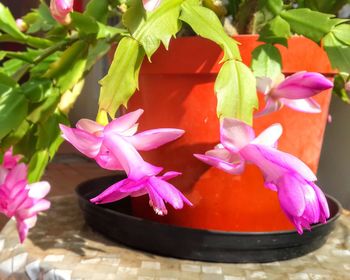 Close-up of pink flowers
