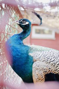 Close-up of peacock