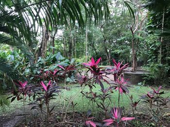 Pink flowering plants by trees in forest