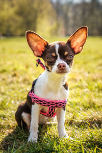 Portrait of a dog on field