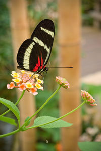 Close-up of butterfly perching on plant