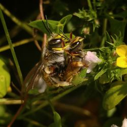 Close-up of bee on flower