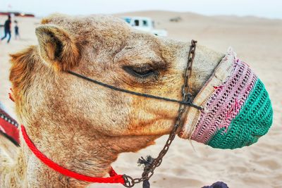 Close-up of camel wearing grazing muzzle