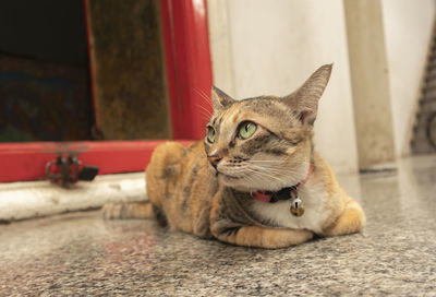 Close-up of a cat looking away