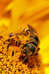 Close-up of bee pollinating on yellow flower