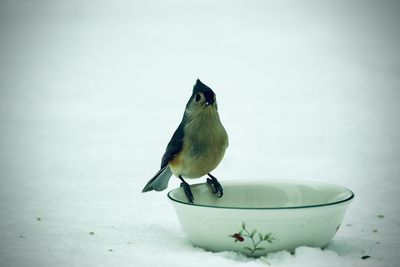 Close-up of bird perching on table