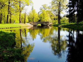 Reflection of trees in river