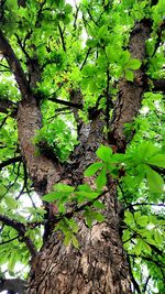 Low angle view of tree against plants