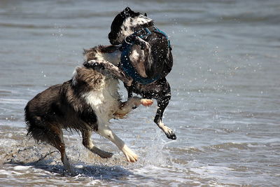 Dog running on beach