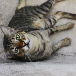 Close-up of a cat sleeping
