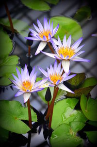 Close-up of flowers blooming outdoors