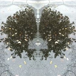 Reflection of trees in puddle