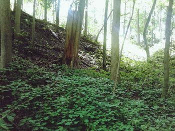 View of trees in forest