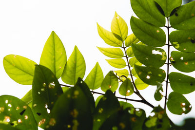 Low angle view of leaves against clear sky