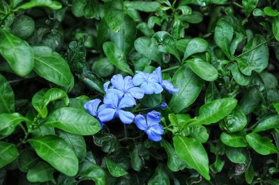 Close-up of purple flowering plants