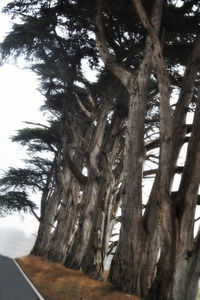 Low angle view of tree against sky