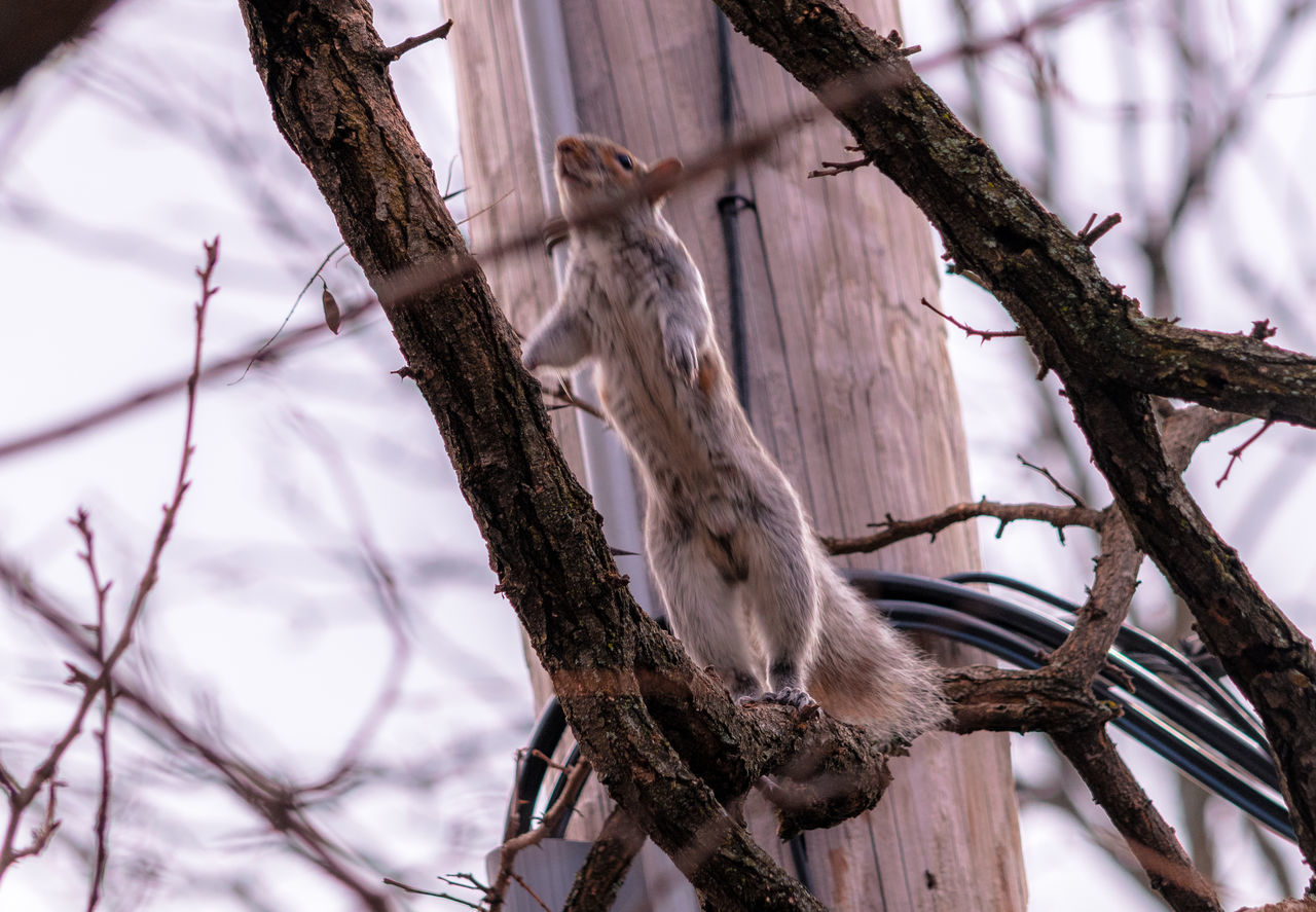 Squirrel parkour