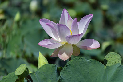 Close-up of purple water lily