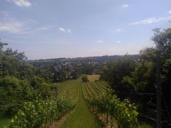 Trees in city against sky