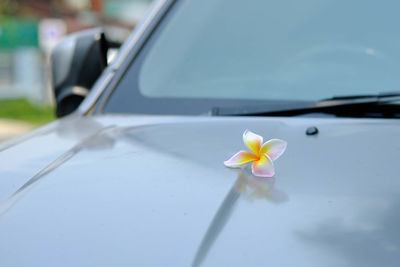 Close-up of white flower in car