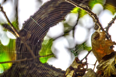 Close-up of plant against blurred background