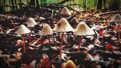 Close-up of mushrooms growing on field