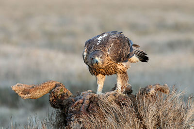 Close-up of owl perching on rock