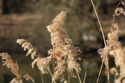 Close-up of stalks in field