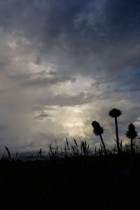 Low angle view of silhouette plants on field against sky