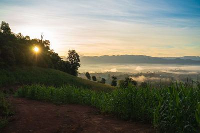 Scenic view of field against sky during sunset