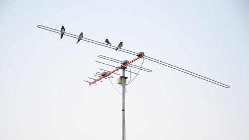 Low angle view of bird perching on cable against sky