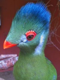 Close-up of bird