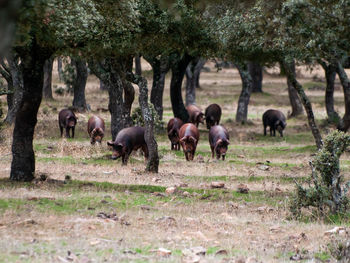 Horses in a field