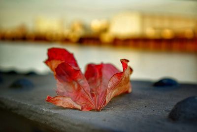 Close-up of dried autumn leaves on table