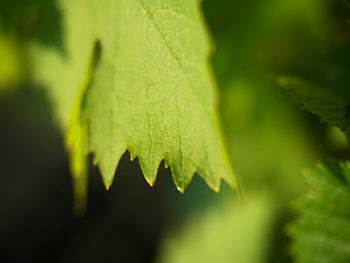 Bunch of green unripe white grapes in leaves growing. selective focus, shallow dof.