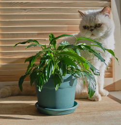 Cat and potted plant