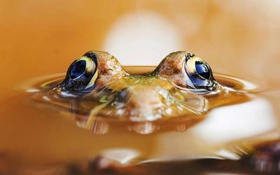 Close-up of frog in sea