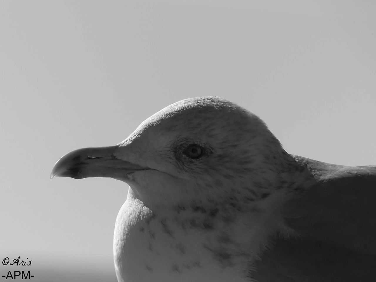 bird, one animal, animals in the wild, animal themes, animal wildlife, close-up, nature, no people, day, bird of prey, beak, sky, outdoors