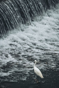 Bird in water