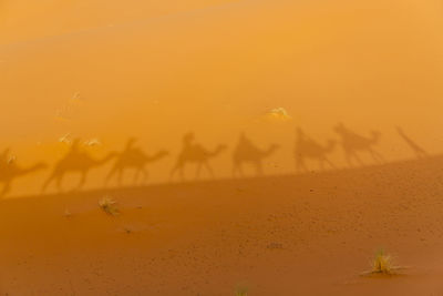 Close-up of sand dunes in a desert