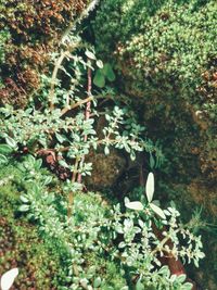 Close-up of flowers on tree
