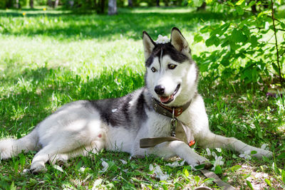 Portrait of a dog on field